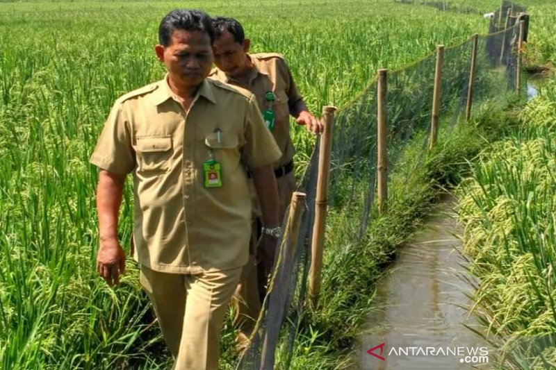 Apa yang dimaksud dengan mina padi