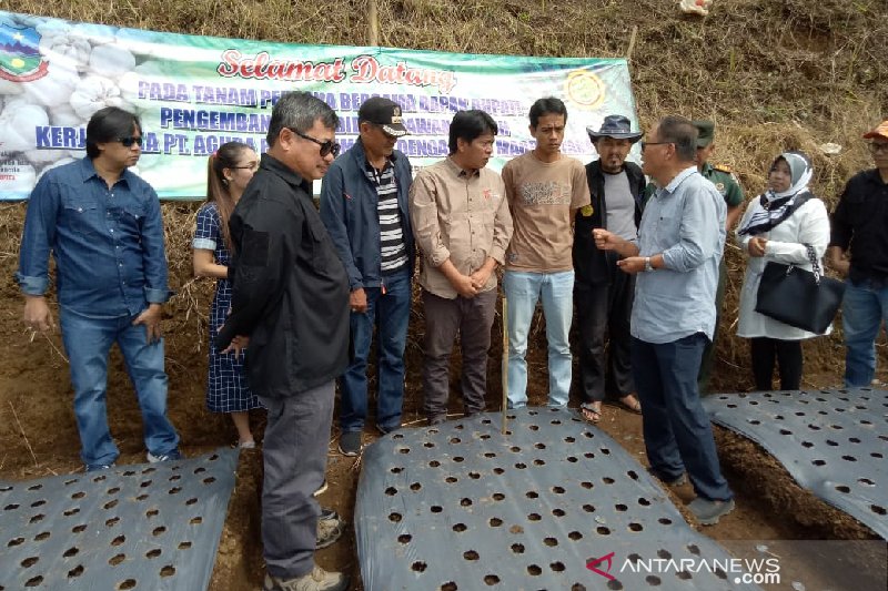 Petani Garut mulai tertarik menanam bawang putih