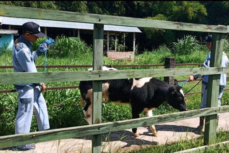 Kementan kembangkan indukan sapi Belgian Blue dan Wagyu di 12 provinsi termasuk Jawa Barat