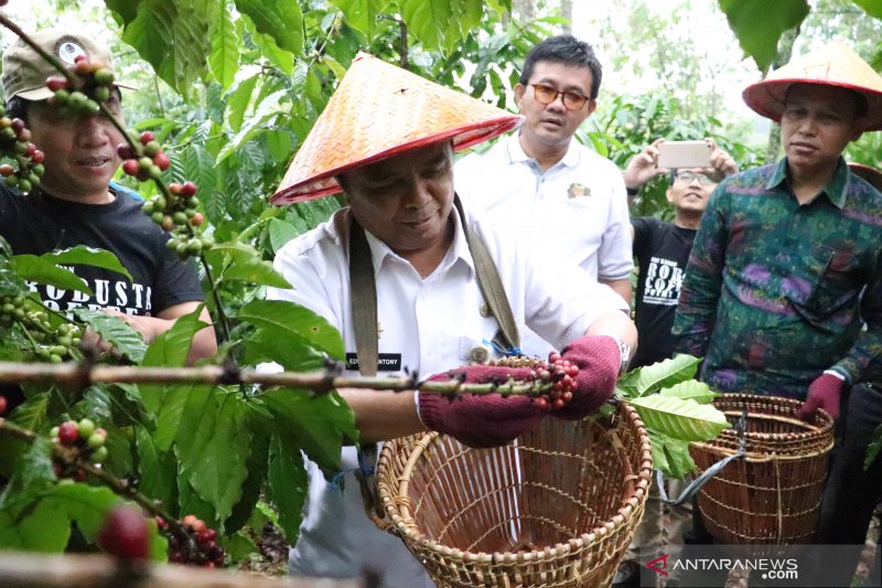 Panen raya kopi