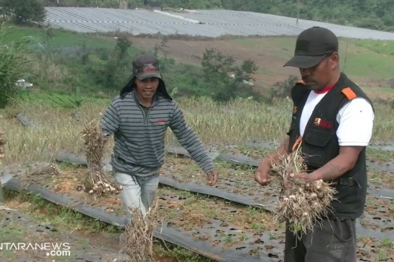 Produksi bawang putih Sukabumi di atas target nasional