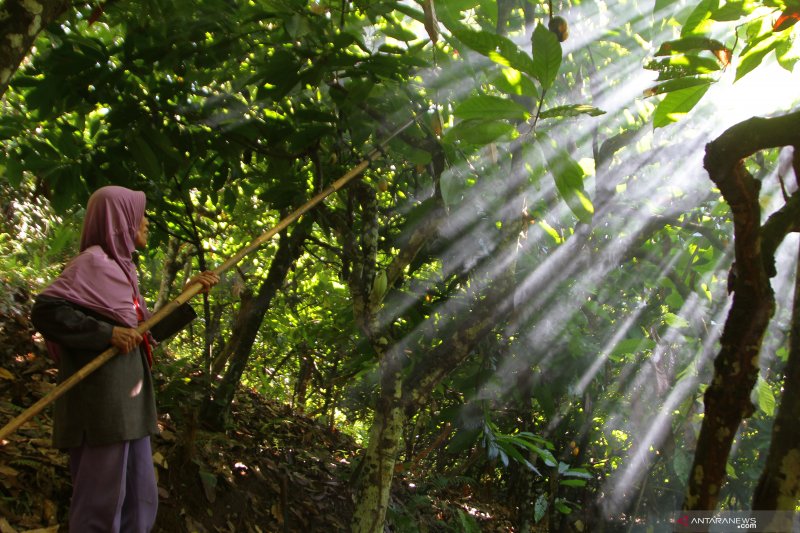 Petani lokal  butuh kebijakan penjaminan akses pasar  