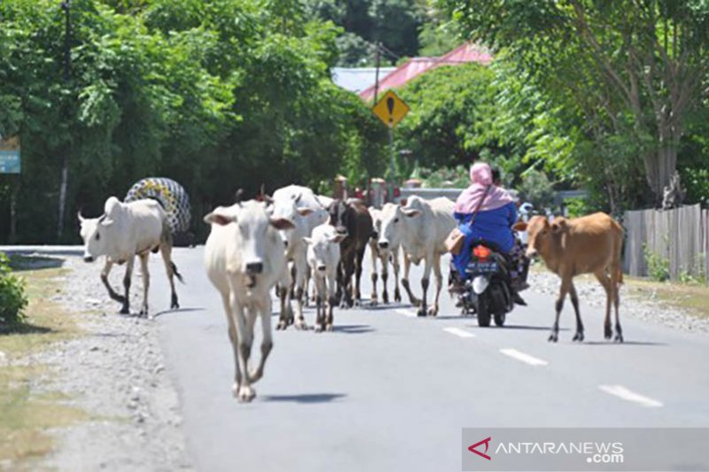 Ternak berkeliaran di jalan