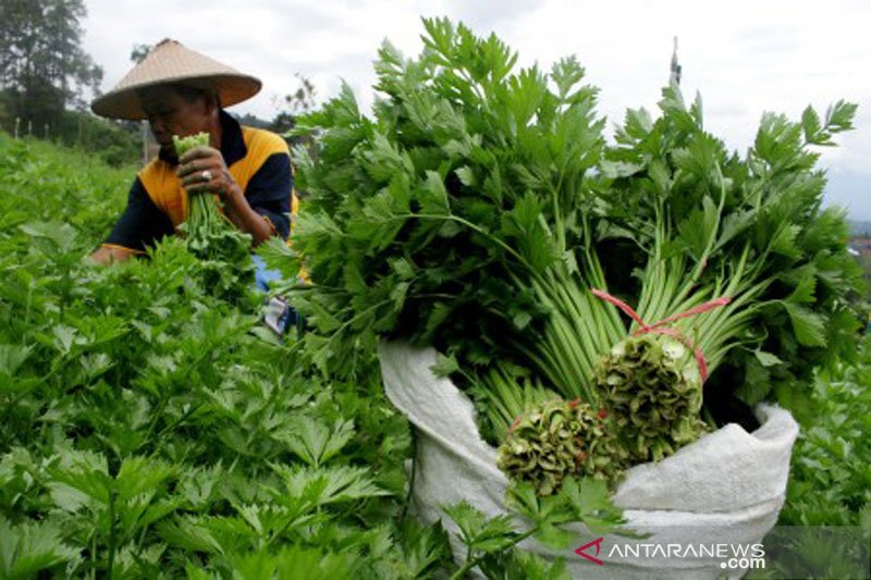 Harga seledri naik