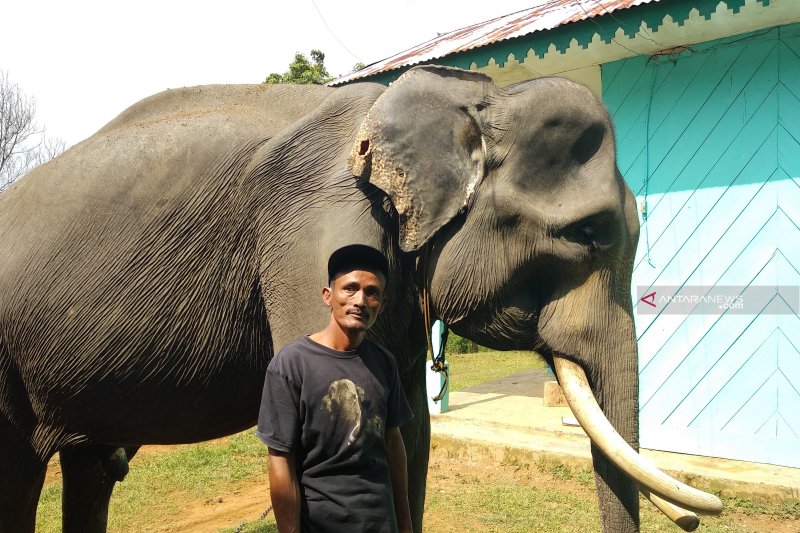 Pawang gajah tetap dampingi gajah di hari Lebaran