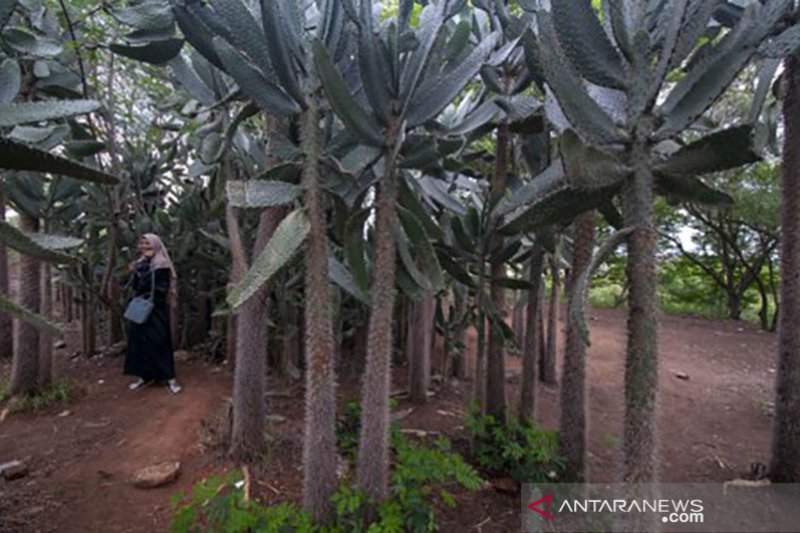 Hutan kota Kaombona Palu