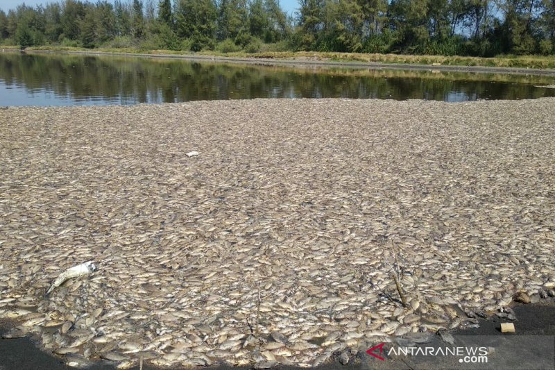Pengunjung Laguna Pantai Trisik sepi akibat bau busuk bangkai ikan