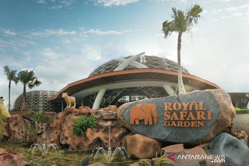 Royal Safari Garden Bogor tawarkan sensasi beri makan buaya