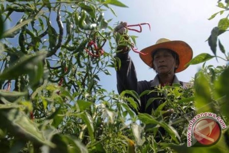 Petani Diimbau Tanam Hortikultura Selama Musim Kemarau Antara News