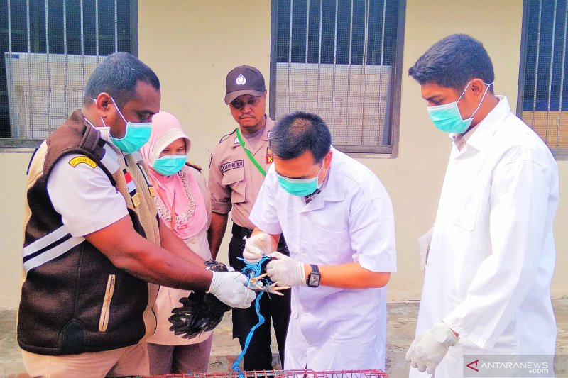 Stasiun Karantina Pertanian Biak musnahkan ayam ilegal