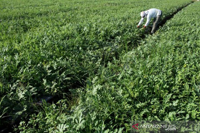 Alih fungsi sawah saat kemarau