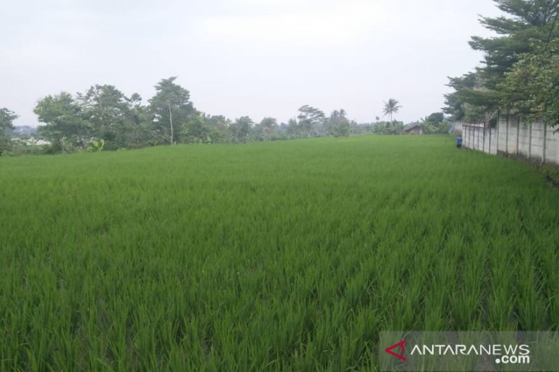 Produksi beras Cianjur akan turun masuk musim kemarau