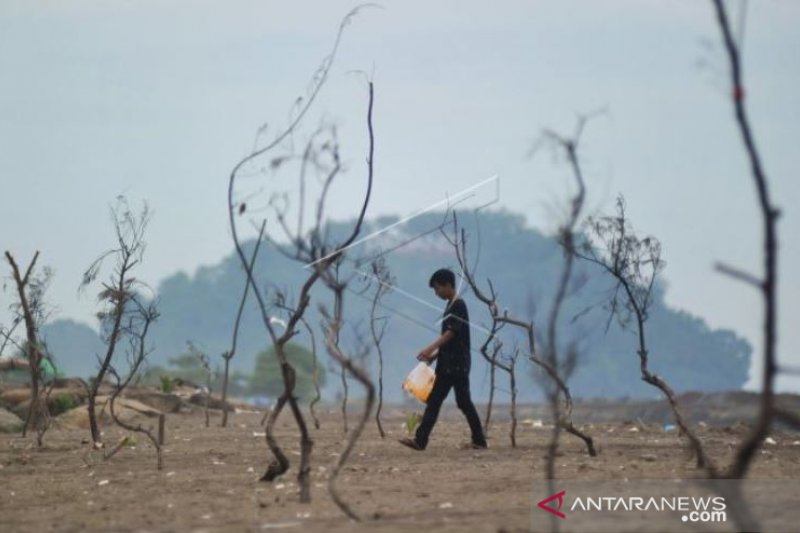 BIBIT POHON PELINDUNG PANTAI MATI