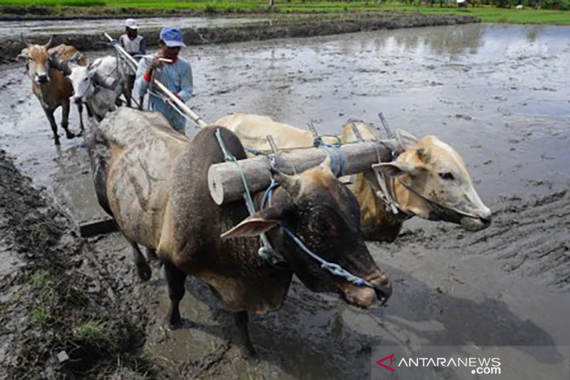 Olah sawah secara tradisional