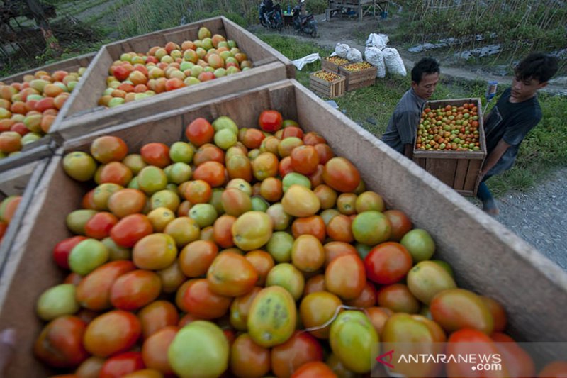 PERDAGANGAN TOMAT ANTARPROVINSI