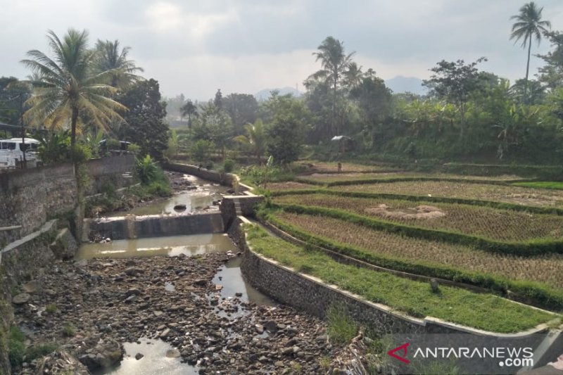 Puluhan hektare sawah di Cianjur gagal panen