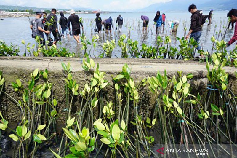Tanam mangrove di lokasi bekas tsunami