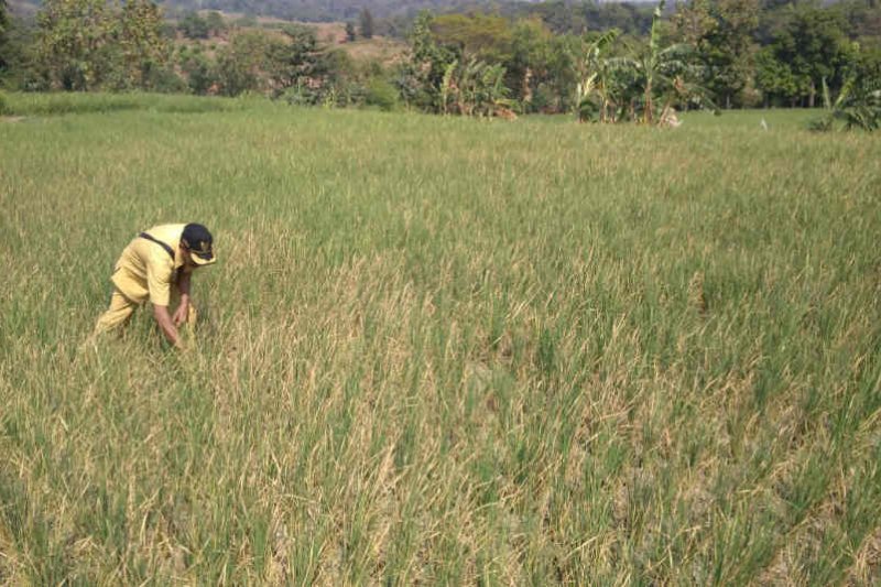 Belasan hektare sawah di Cirebon terancam gagal panen akibat kekeringan