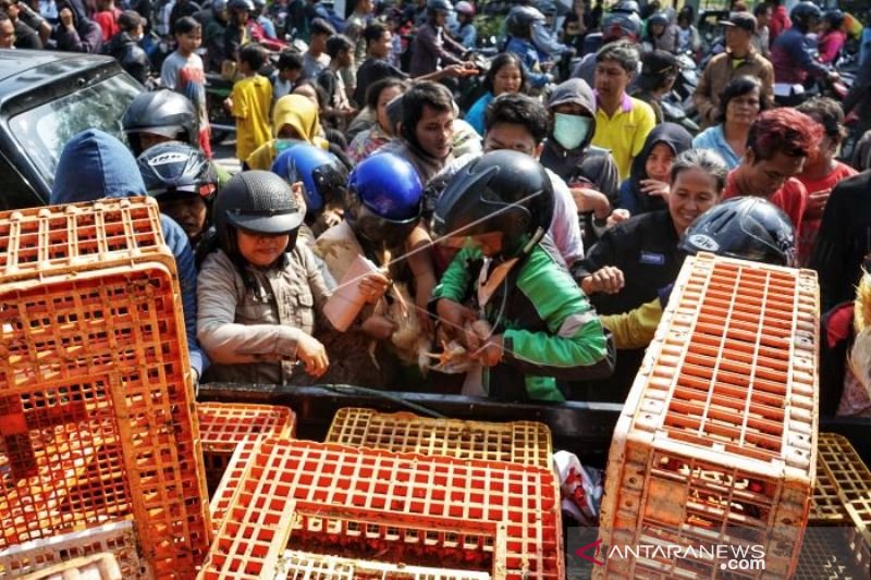 AYAM DIBAGIKAN GRATIS AKIBAT HARGA ANJLOK