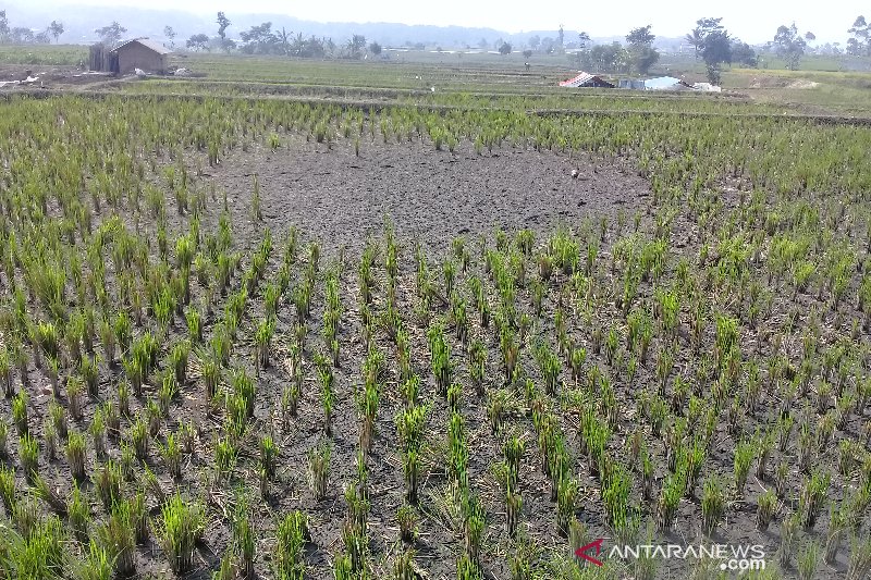 Kekeringan melanda lahan pertanian di Garut