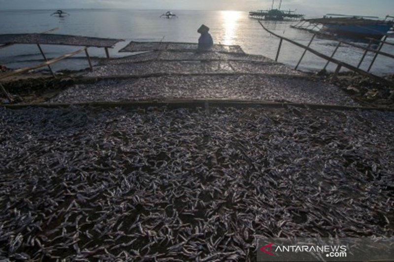 Harga ikan teri kering membaik