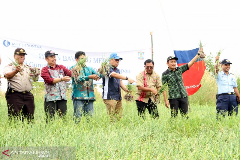 Pelatihan Bawang Merah Oleh Bi Prov Kaltara / Ttp Geragai Jambi Menuju Pusat Bisnis Edukasi Dan ...