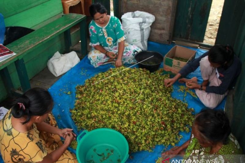 HARGA CENGKEH TURUN