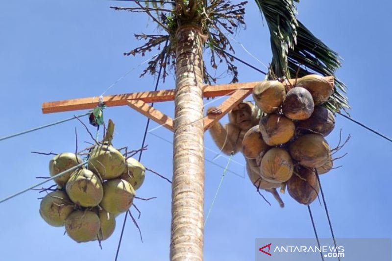 LOMBA BERUK PETIK KELAPA