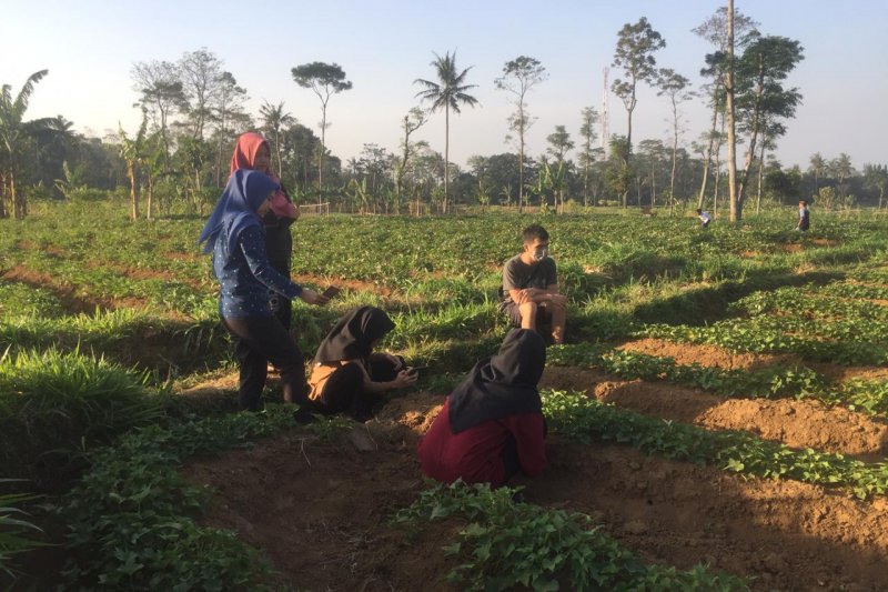 IPB diseminasikan mikroba dari Gunung Ciremai untuk pertanian sehat