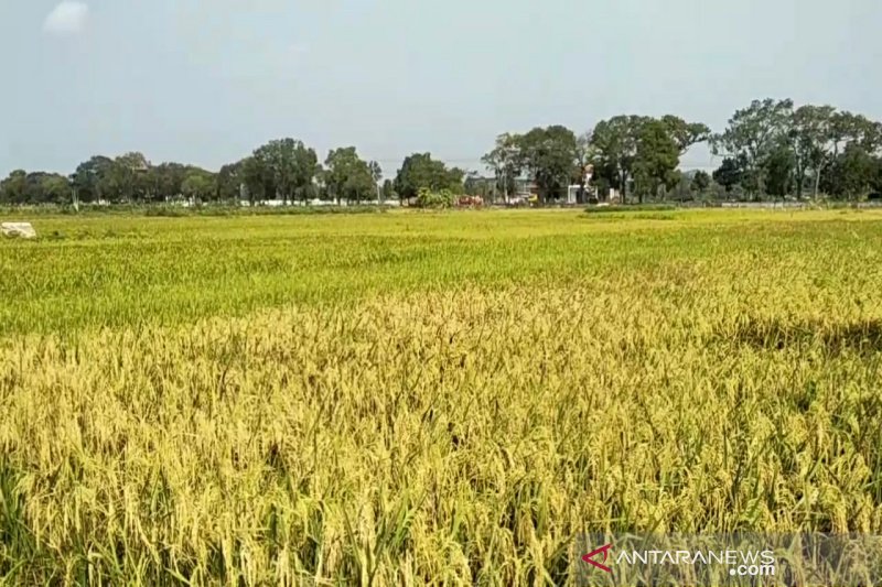 Petani Gunung Kidul memanfaatkan padi puso untuk pakan ternak
