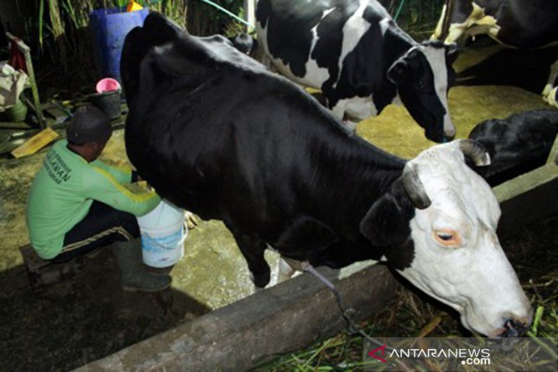 Produksi susu sapi Enrekang