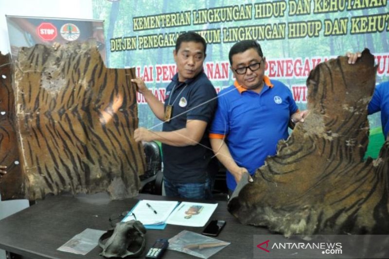 KASUS PERDAGANGAN KULIT HARIMAU