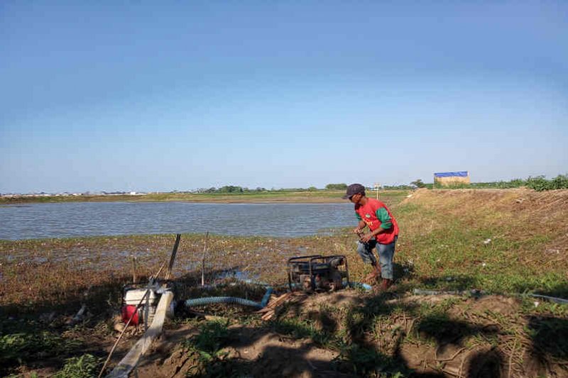 Banyak petani Indramayu tak ikut asuransi