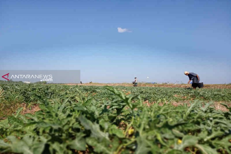 Petani di Indramayu pilih tanam samangka di musim kemarau