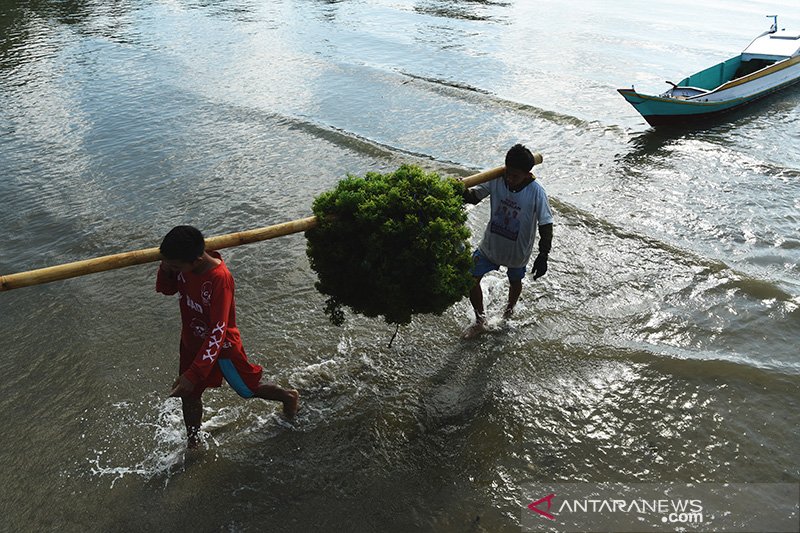 RUMPUT LAUT