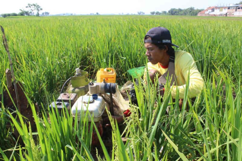 Petani Indramayu mulai beralih gunakan elpiji untuk mesin pompa air