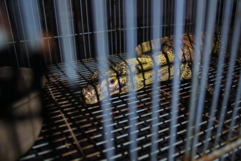 Enam ekor komodo dilepasliarkan ke habitat aslinya