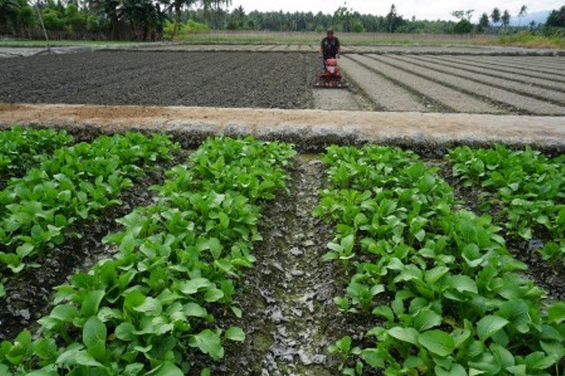 Produksi  sayur sawi Sigi