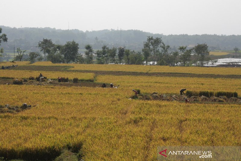 Produksi beras di Jawa Barat masih surplus di musim kemarau