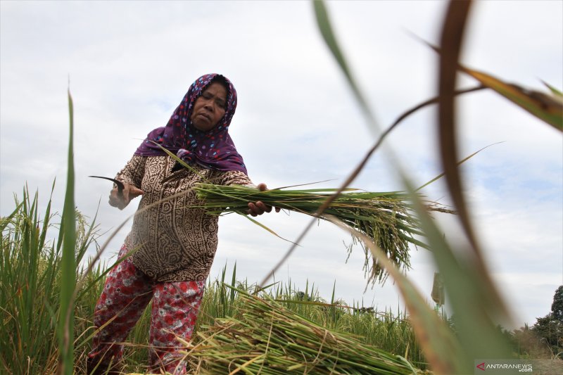 PANEN PADI LEBIH AWAL AKIBAT HAMA TIKUS