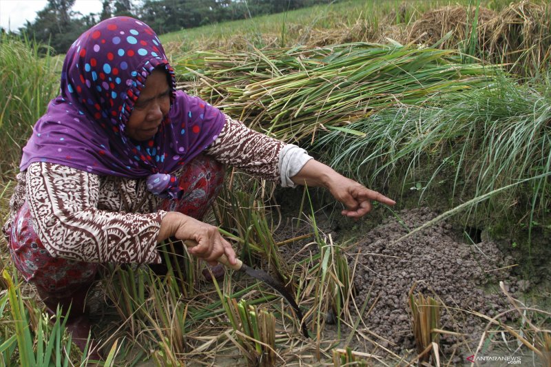 PANEN PADI LEBIH AWAL AKIBAT HAMA TIKUS