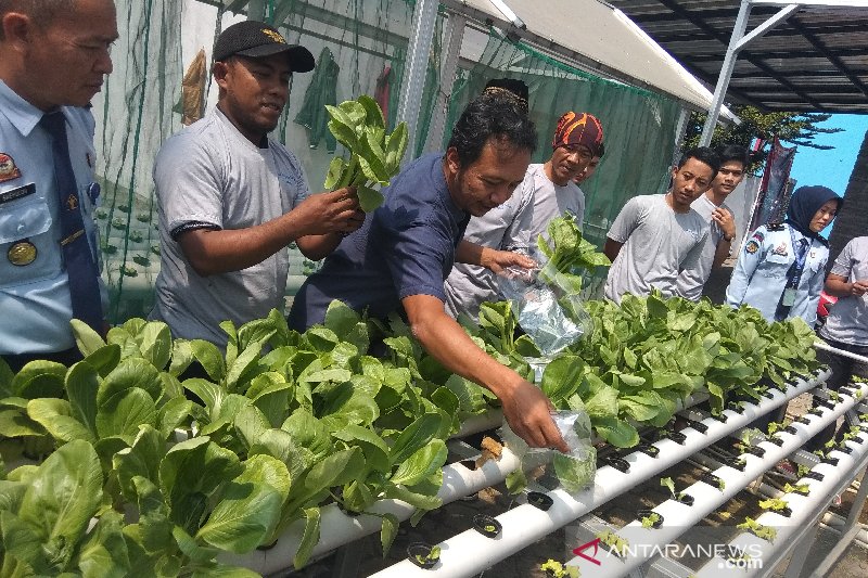 Warga binaan Bapas Garut dapat pelatihan usaha hidroponik