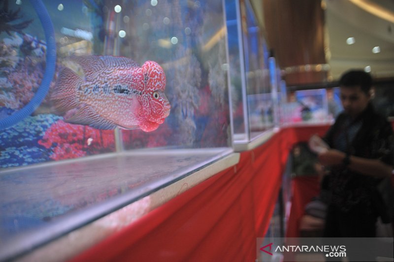 Kompetisi ikan Louhan nasional diikuti ratusan peserta