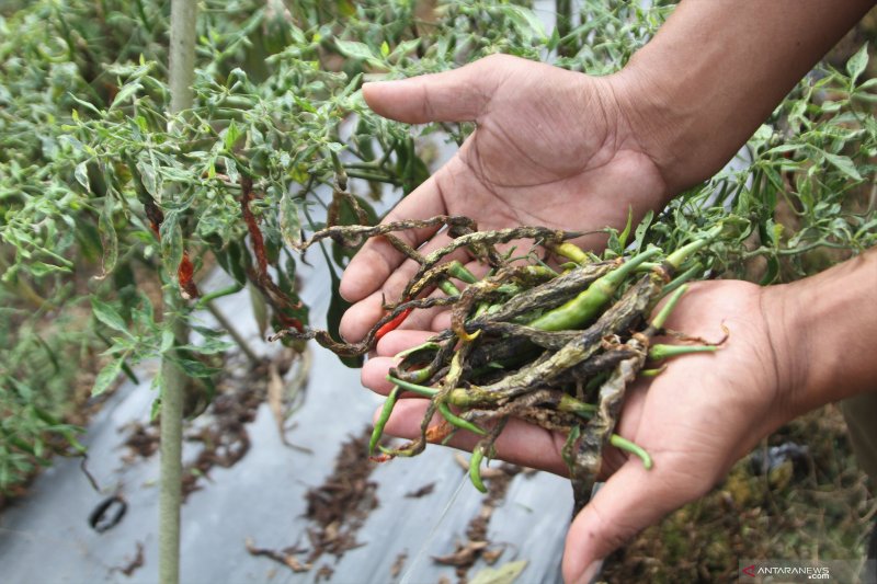 JAMUR PATEK SERANG BUAH CABAI