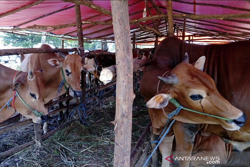 Kebutuhan hewan kurban Pekanbaru meningkat 3 persen