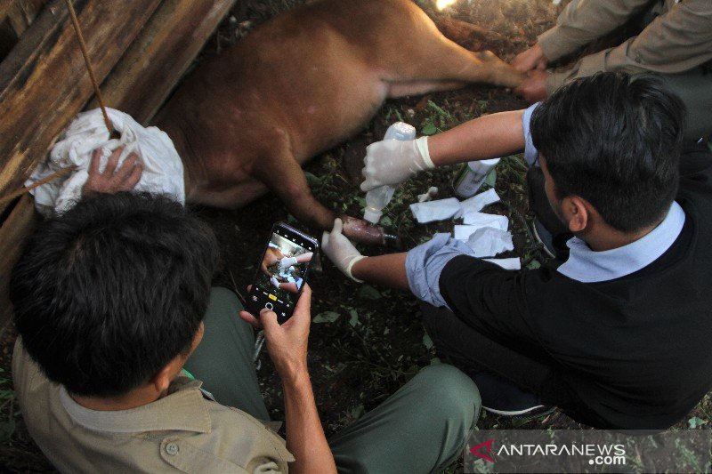 Dirawat, Anoa pegunungan terkena jerat