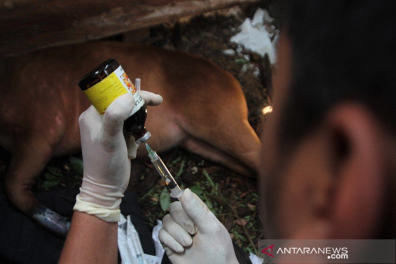 Dirawat, Anoa pegunungan terkena jerat