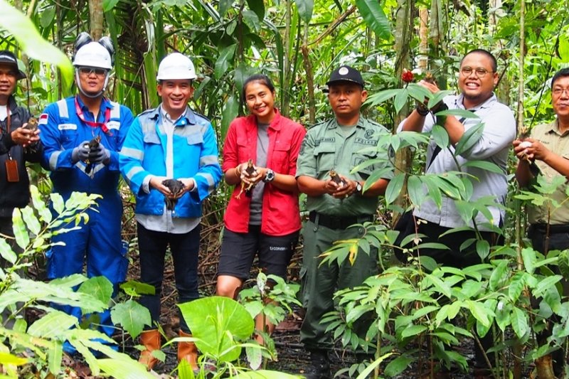 13 anak maleo hasil tangkaran PT.DSLNG dilepas ke habitatnya