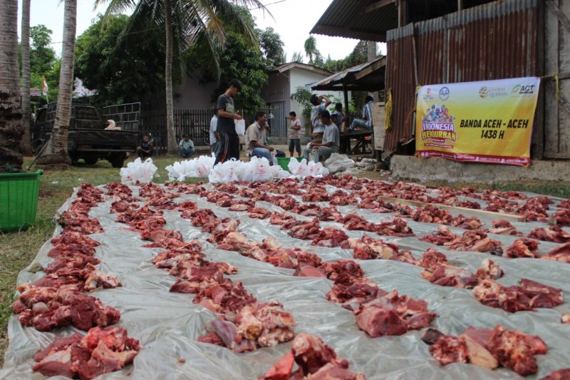 ACT target salurkan 1.000 ekor hewan kurban ke wilayah Aceh