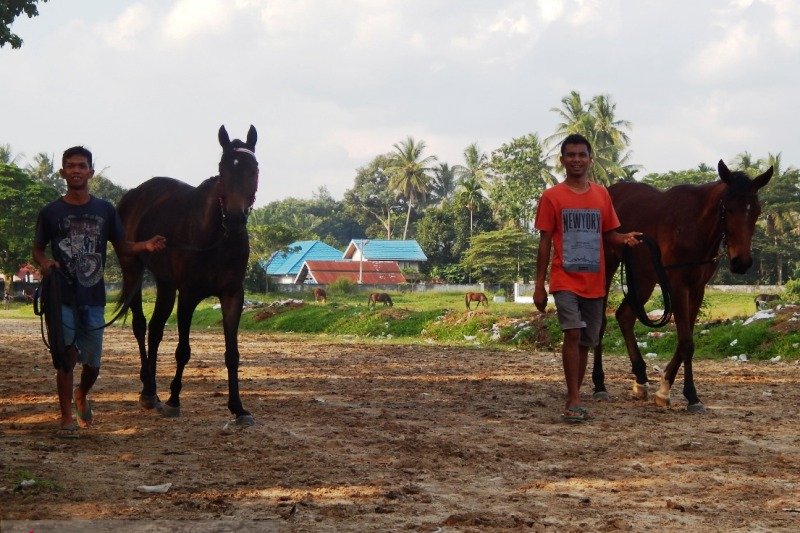 Mengintip rahasia perawatan kuda pacu Payakumbuh